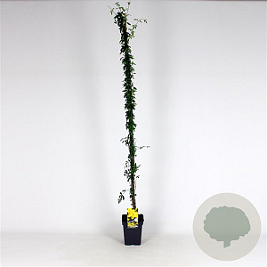 Jasminum nudiflorum 150-175 cm 5,0L