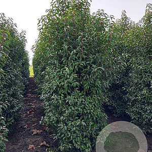 Prunus l. 'Angustifolia' 200-250 cm draadkluit