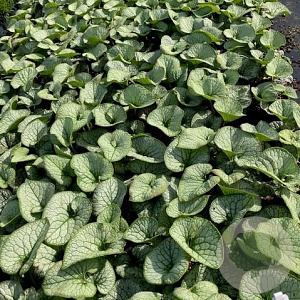 Brunnera macr. 'Jack Frost' GM 2,0L