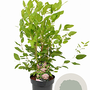 Ceanothus pallidus 'Marie Simon' 30-40 cm 3,0L