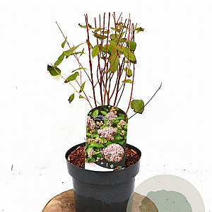 Ceanothus pallidus 'Marie Simon' 30-40 cm 3,0L