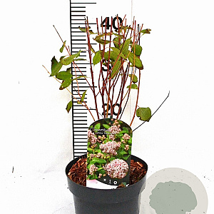 Ceanothus pallidus 'Marie Simon' 30-40 cm 3,0L