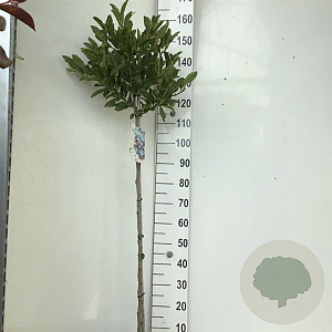Magnolia stellata 120 cm stam 7,5L