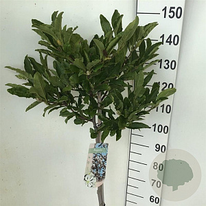 Magnolia stellata 120 cm stam 7,5L