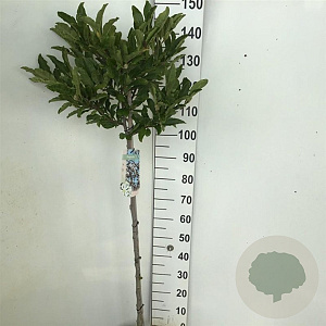 Magnolia stellata 120 cm stam 7,5L