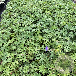 Geranium 'Johnson's Blue' GM 2,0L