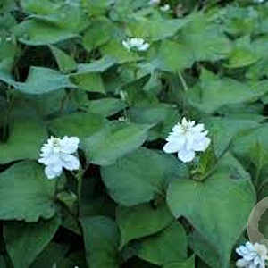 Houttuynia cordata 'Plena' GM P9