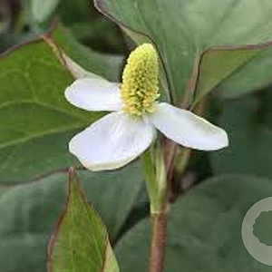 Houttuynia cordata 'Plena' GM P9