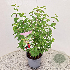 Lonicera xylosteum 35-40 cm 3,0L