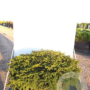Picea a. 'Nidiformis' 100-110 cm cont. 80L breed