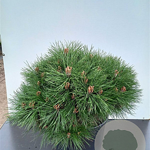Pinus dens. 'Tamoyosho Compacta' 80-90 cm cont. 80L breed