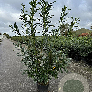 Prunus l. 'Caucasica' 150-175 cm 20L