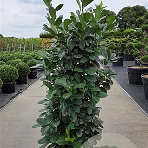 Prunus l. Etna 150-175 cm 20L