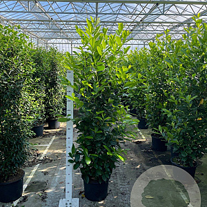 Prunus I. 'Rotundifolia' 150-175 cm 20L