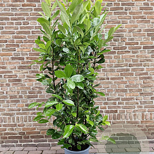 Prunus I. 'Rotundifolia' 150-175 cm 20L