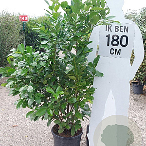 Prunus I. 'Rotundifolia' 150-175 cm 20L