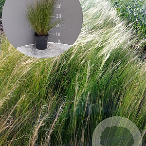 Stipa tenuissima 'Ponytails' GM 2,0L
