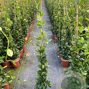 Trachelospermum jasminoides 80-100 cm 2,5L met stok