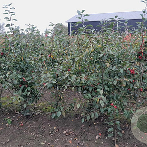 Malus 'Red Sentinel' 150-175 cm draadkluit meerstammig 80-100 breed