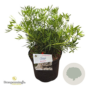 Choisya t. White Dazzler 25-30 cm 3,5L