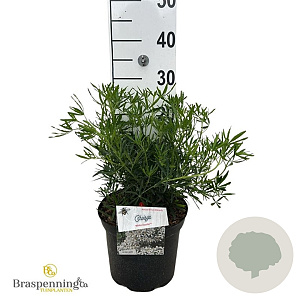 Choisya t. White Dazzler 25-30 cm 3,5L