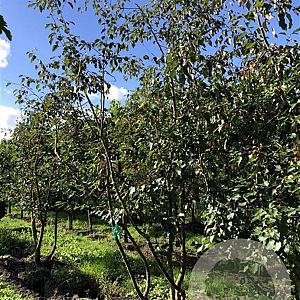 Malus 'Rudolph' 300-350 cm draadkluit meerstammig