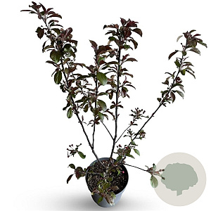 Malus toringo 'Scarlett' 60-80 cm 4,0L