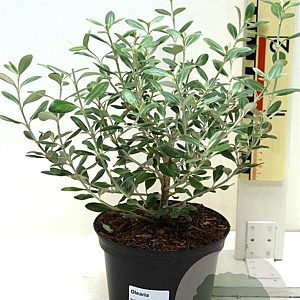 Olearia traversii 30-40 cm 2,0L