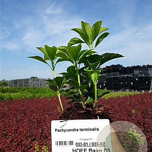 Pachysandra terminalis plantgoed P9