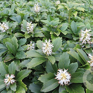 Pachysandra terminalis plantgoed P9