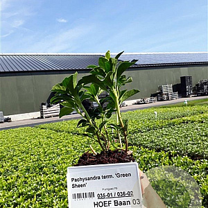 Pachysandra term. 'Green Sheen' plantgoed P9
