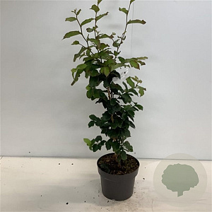Parrotia persica 60-80 cm 4,0L