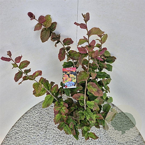 Parrotia persica 70-80 cm 5,0L