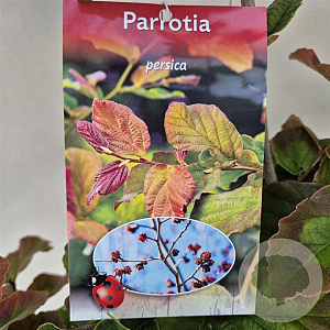 Parrotia persica 70-80 cm 5,0L