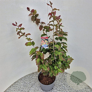 Parrotia persica 70-80 cm 5,0L