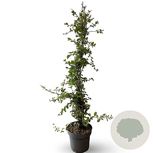Parrotia persica 80-100 cm 12L