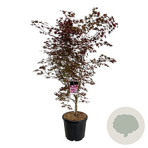 Acer pal. 'Atropurpureum' 170-200 cm cont. 55L extra