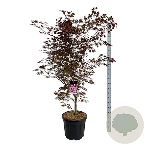 Acer pal. 'Atropurpureum' 170-200 cm cont. 55L extra