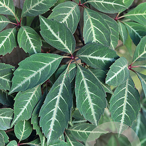 Parthenocissus henryana 70-80 cm 2,5L