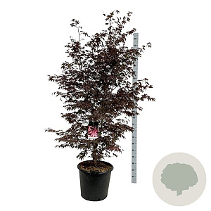 Acer pal. 'Bloodgood' 170-200 cm cont. 55L extra