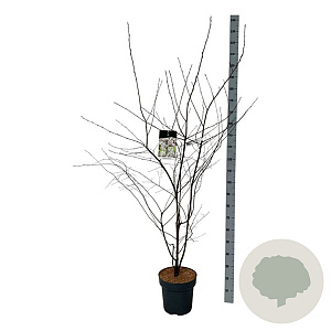 Amelanchier lamarckii 150-175 cm 15L