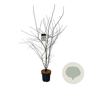 Amelanchier lamarckii 150-175 cm 15L