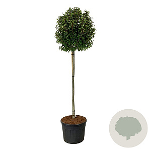 Prunus lusitanica 'Brenelia' 180 cm stam cont. 130L extra