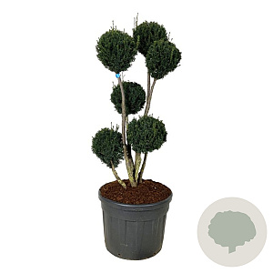 Taxus media 'Brownii' 125-150 cm cont. 110L vormboom