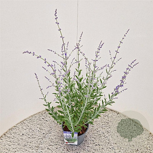 Perovskia atripl. 'Little Spire' 40-45 cm 2,5L