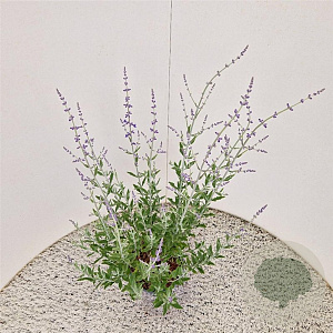 Perovskia atripl. 'Little Spire' 40-45 cm 2,5L