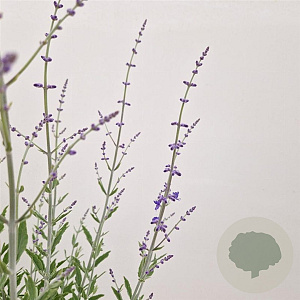 Perovskia atripl. 'Little Spire' 40-45 cm 2,5L