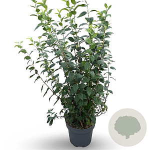 Philadelphus 'Snowbelle' 80-100 cm 12L