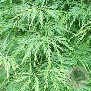 Acer pal. 'Shinonome' 200-250 cm cont. 180L