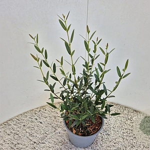 Phillyrea ang. 'Green Line' 40-45 cm 2,5L